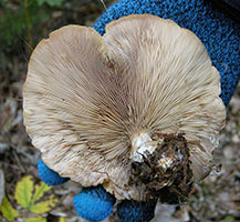 Clitocybe inversa 